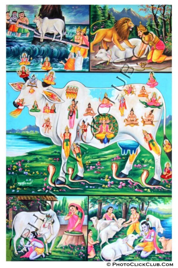 Holy Cow in Hindu Religion